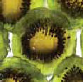 Glace Australian Kiwi